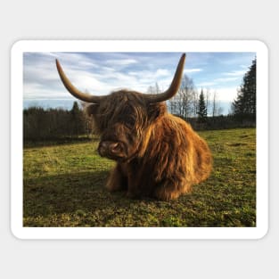 Scottish Highland Cattle Cow 2147 Sticker